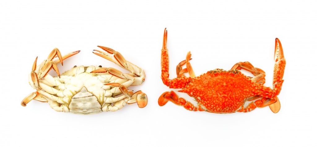 Crabs