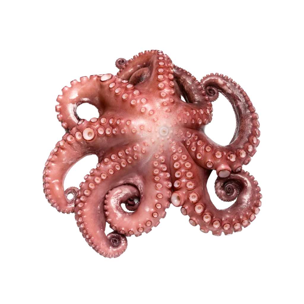 Octopus