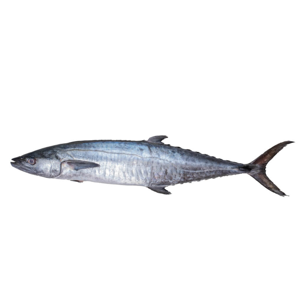 King Fish