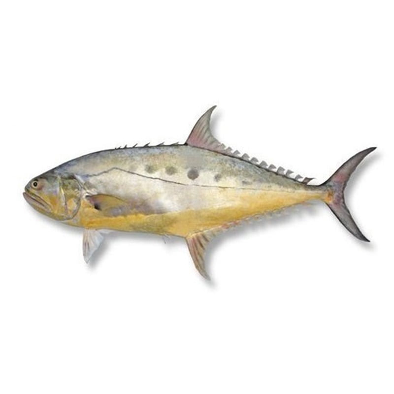 Queen Fish