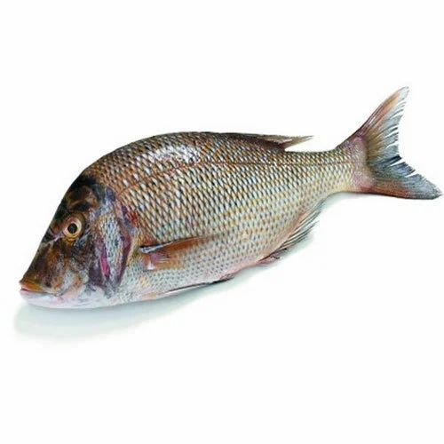 Emperor Fish