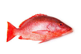 Red Snapper
