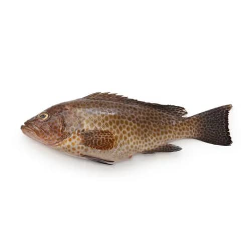 Grouper fish