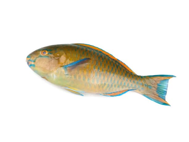 Parrot Fish