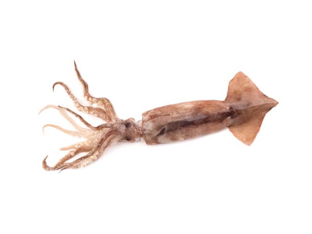 Squid