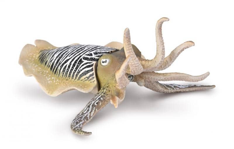Cuttlefish