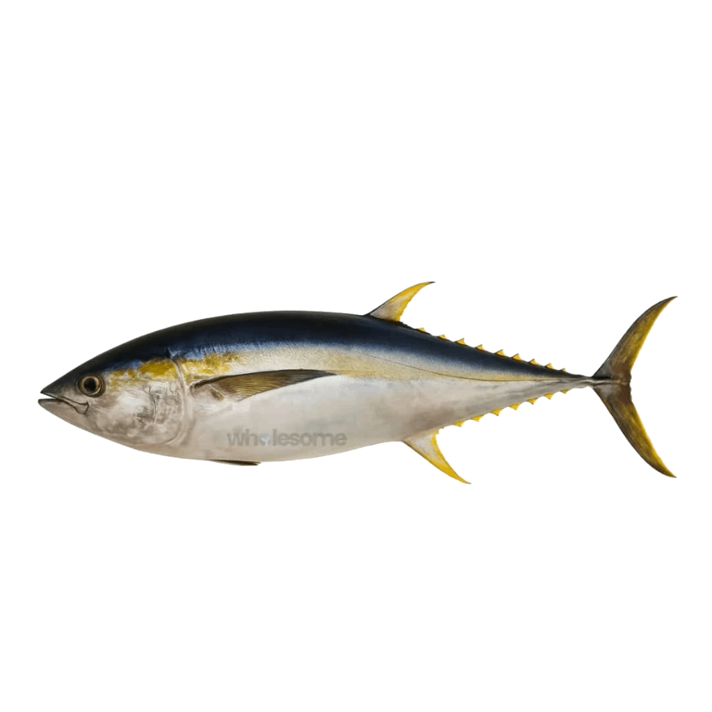 Yellow Fin Tuna