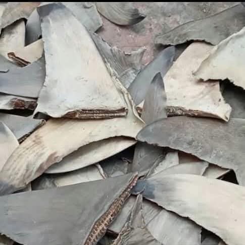 Dried Shark Fins
