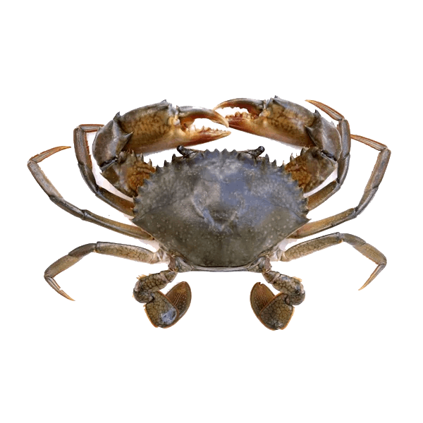 Mud Crab